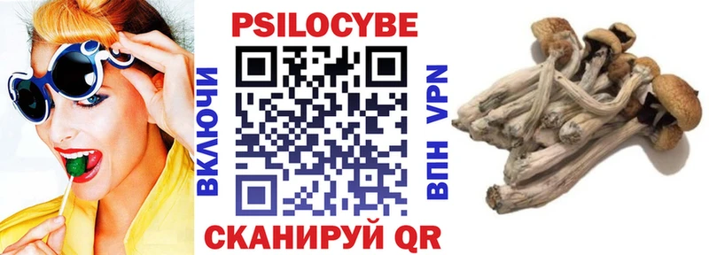 площадка формула Нарткала Псилоцибиновые грибы Psilocybine cubensis