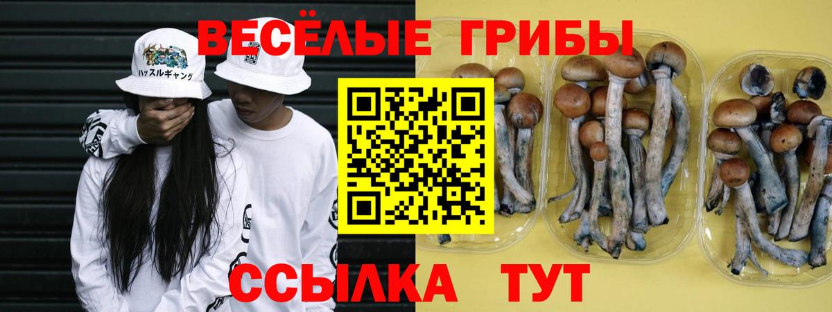 где купить наркотик  Галлюциногенные грибы мухоморы  Нарткала  Вход с VPN  Псилоцибиновые грибы MAGIC MUSHROOMS 